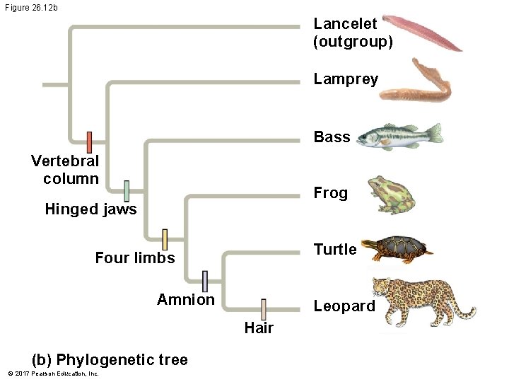 Figure 26. 12 b Lancelet (outgroup) Lamprey Bass Vertebral column Frog Hinged jaws Turtle Figure 26. 12 b Lancelet (outgroup) Lamprey Bass Vertebral column Frog Hinged jaws Turtle