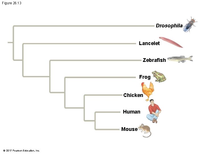 Figure 26. 13 Drosophila Lancelet Zebrafish Frog Chicken Human Mouse © 2017 Pearson Education, Figure 26. 13 Drosophila Lancelet Zebrafish Frog Chicken Human Mouse © 2017 Pearson Education,