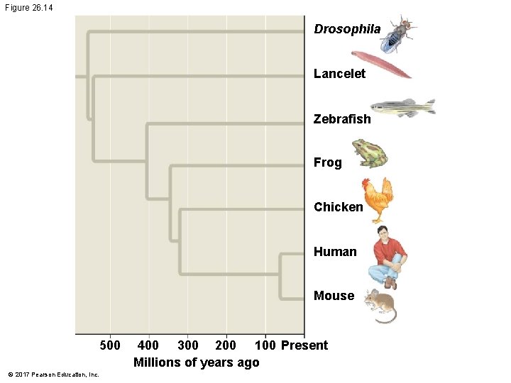 Figure 26. 14 Drosophila Lancelet Zebrafish Frog Chicken Human Mouse 500 © 2017 Pearson Figure 26. 14 Drosophila Lancelet Zebrafish Frog Chicken Human Mouse 500 © 2017 Pearson