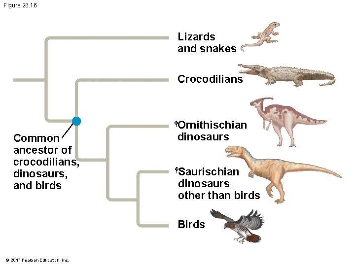 Figure 26. 16 Lizards and snakes Crocodilians †Ornithischian Common ancestor of crocodilians, dinosaurs, and Figure 26. 16 Lizards and snakes Crocodilians †Ornithischian Common ancestor of crocodilians, dinosaurs, and