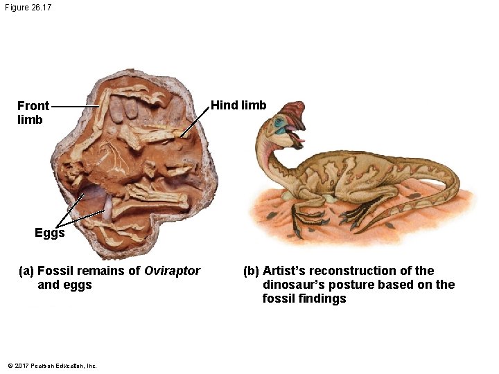 Figure 26. 17 Front limb Hind limb Eggs (a) Fossil remains of Oviraptor and Figure 26. 17 Front limb Hind limb Eggs (a) Fossil remains of Oviraptor and