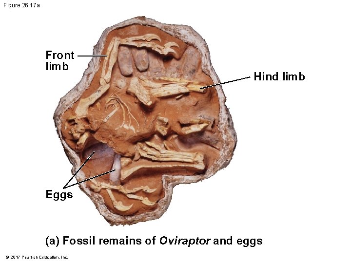 Figure 26. 17 a Front limb Hind limb Eggs (a) Fossil remains of Oviraptor Figure 26. 17 a Front limb Hind limb Eggs (a) Fossil remains of Oviraptor