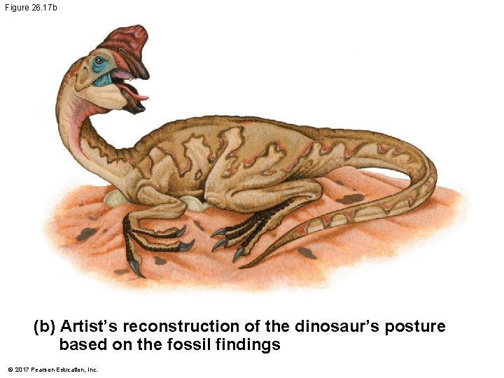 Figure 26. 17 b (b) Artist’s reconstruction of the dinosaur’s posture based on the Figure 26. 17 b (b) Artist’s reconstruction of the dinosaur’s posture based on the