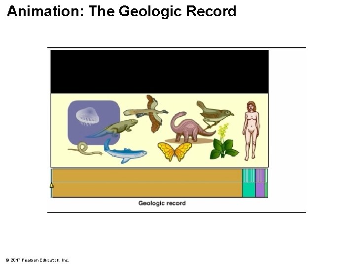 Animation: The Geologic Record © 2017 Pearson Education, Inc. Animation: The Geologic Record © 2017 Pearson Education, Inc.