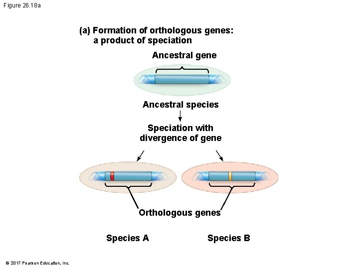 Figure 26. 18 a (a) Formation of orthologous genes: a product of speciation Ancestral Figure 26. 18 a (a) Formation of orthologous genes: a product of speciation Ancestral