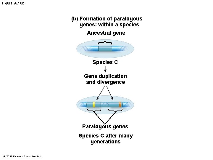 Figure 26. 18 b (b) Formation of paralogous genes: within a species Ancestral gene Figure 26. 18 b (b) Formation of paralogous genes: within a species Ancestral gene