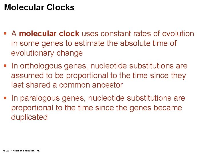 Molecular Clocks § A molecular clock uses constant rates of evolution in some genes Molecular Clocks § A molecular clock uses constant rates of evolution in some genes