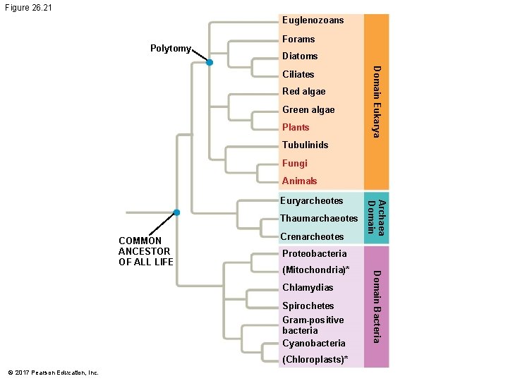 Figure 26. 21 Euglenozoans Polytomy Forams Diatoms Red algae Green algae Plants Domain Eukarya Figure 26. 21 Euglenozoans Polytomy Forams Diatoms Red algae Green algae Plants Domain Eukarya