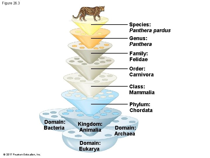 Figure 26. 3 Species: Panthera pardus Genus: Panthera Family: Felidae Order: Carnivora Class: Mammalia Figure 26. 3 Species: Panthera pardus Genus: Panthera Family: Felidae Order: Carnivora Class: Mammalia