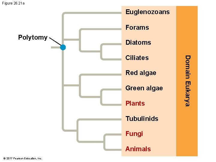 Figure 26. 21 a Euglenozoans Forams Polytomy Diatoms Red algae Green algae Plants Tubulinids Figure 26. 21 a Euglenozoans Forams Polytomy Diatoms Red algae Green algae Plants Tubulinids