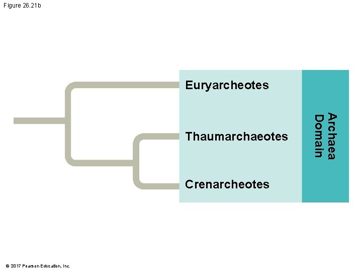 Figure 26. 21 b Euryarcheotes Crenarcheotes © 2017 Pearson Education, Inc. Archaea Domain Thaumarchaeotes Figure 26. 21 b Euryarcheotes Crenarcheotes © 2017 Pearson Education, Inc. Archaea Domain Thaumarchaeotes