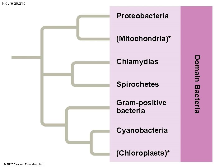 Figure 26. 21 c Proteobacteria (Mitochondria)* Spirochetes Gram-positive bacteria Cyanobacteria (Chloroplasts)* © 2017 Pearson Figure 26. 21 c Proteobacteria (Mitochondria)* Spirochetes Gram-positive bacteria Cyanobacteria (Chloroplasts)* © 2017 Pearson