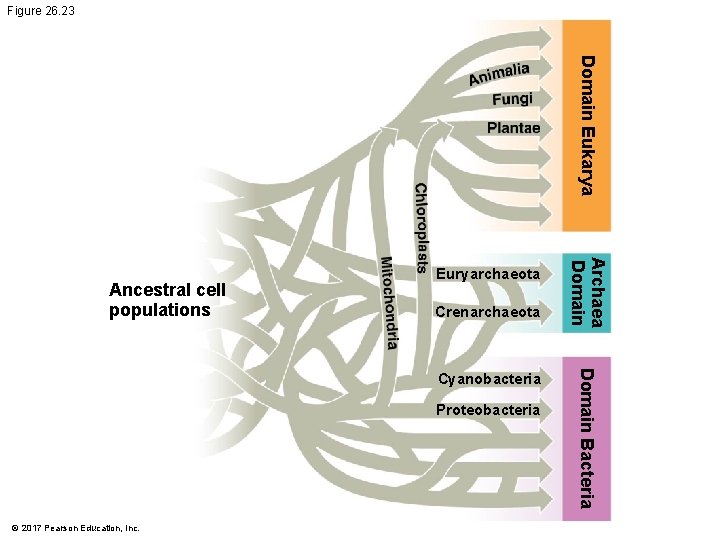 Figure 26. 23 Domain Eukarya Crenarchaeota Proteobacteria © 2017 Pearson Education, Inc. Domain Bacteria Figure 26. 23 Domain Eukarya Crenarchaeota Proteobacteria © 2017 Pearson Education, Inc. Domain Bacteria
