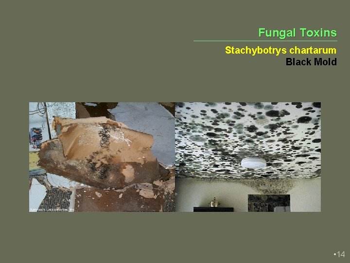 Fungal Toxins Stachybotrys chartarum Black Mold • 14 