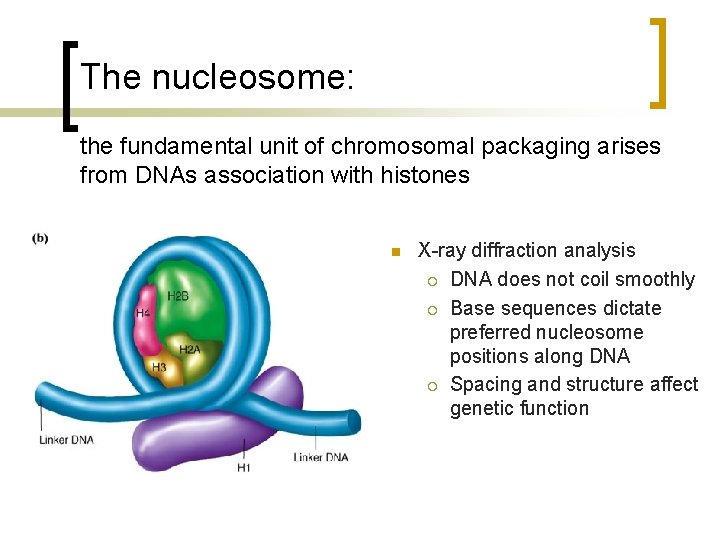 The nucleosome: the fundamental unit of chromosomal packaging arises from DNAs association with histones