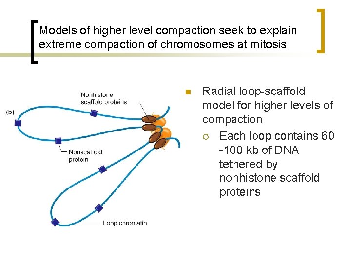 Models of higher level compaction seek to explain extreme compaction of chromosomes at mitosis