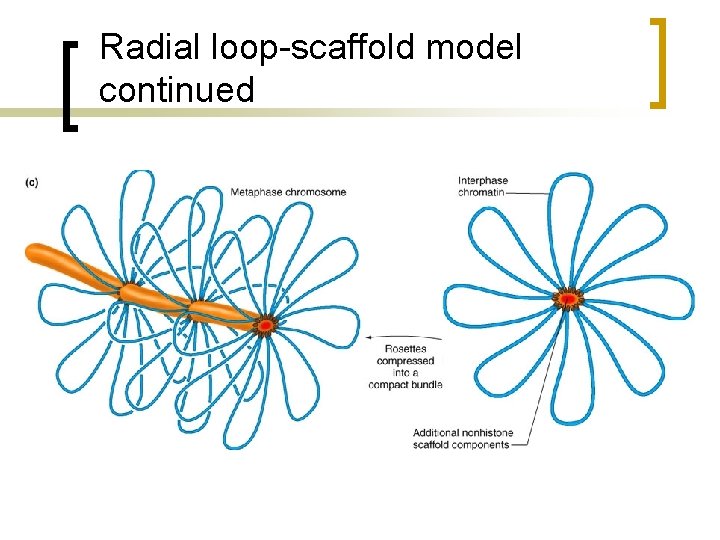 Radial loop-scaffold model continued 