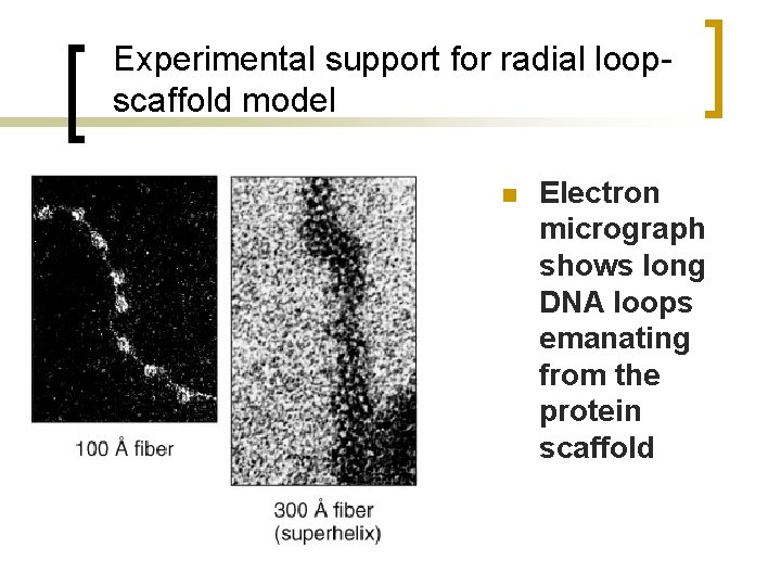 Experimental support for radial loopscaffold model n Electron micrograph shows long DNA loops emanating