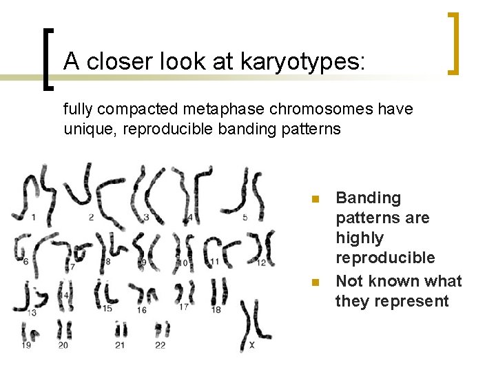 A closer look at karyotypes: fully compacted metaphase chromosomes have unique, reproducible banding patterns