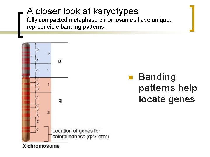 A closer look at karyotypes: fully compacted metaphase chromosomes have unique, reproducible banding patterns.