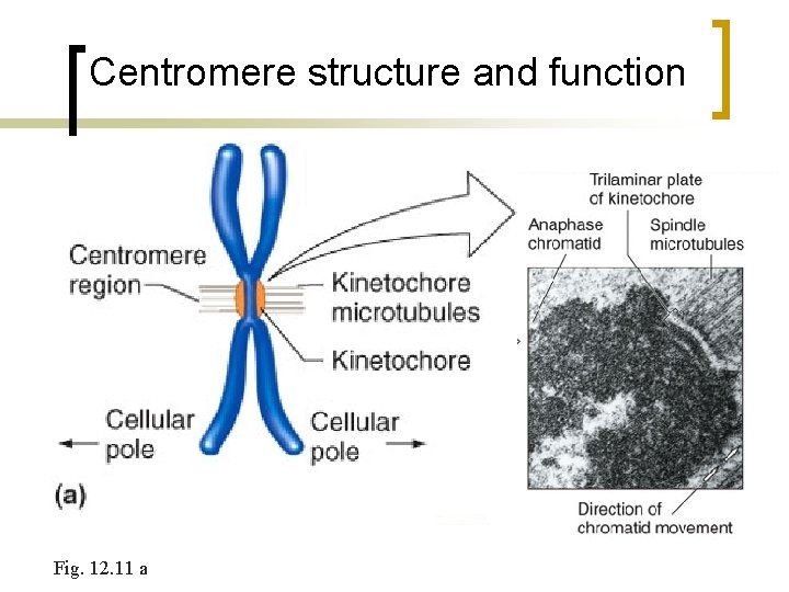 Centromere structure and function Fig. 12. 11 a 