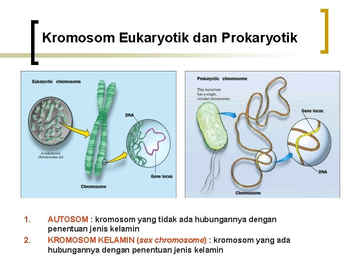 Kromosom Eukaryotik dan Prokaryotik 1. 2. AUTOSOM : kromosom yang tidak ada hubungannya dengan