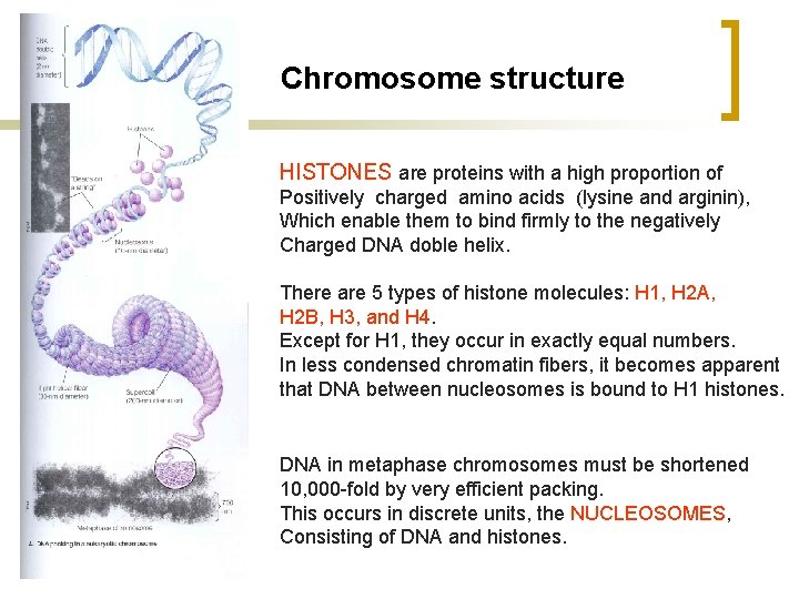 Chromosome structure HISTONES are proteins with a high proportion of Positively charged amino acids