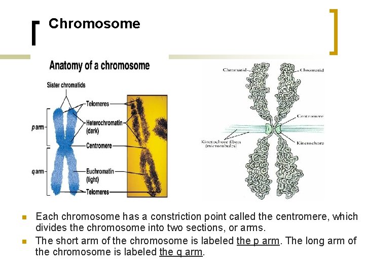 Chromosome n n Each chromosome has a constriction point called the centromere, which divides