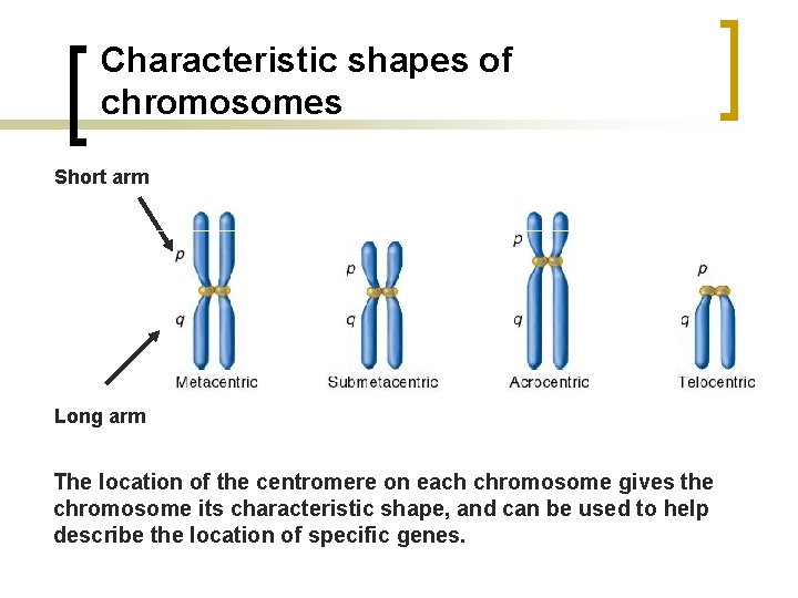 Characteristic shapes of chromosomes Short arm Long arm The location of the centromere on