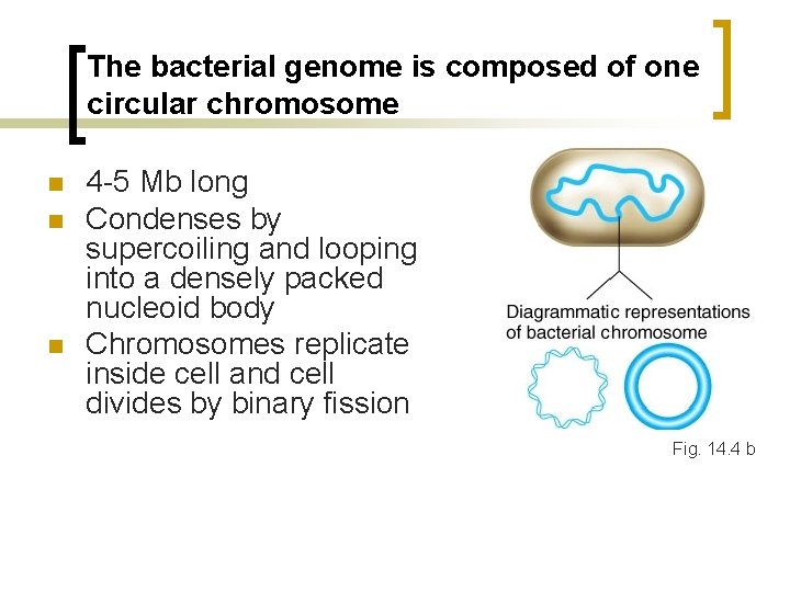 The bacterial genome is composed of one circular chromosome n n n 4 -5