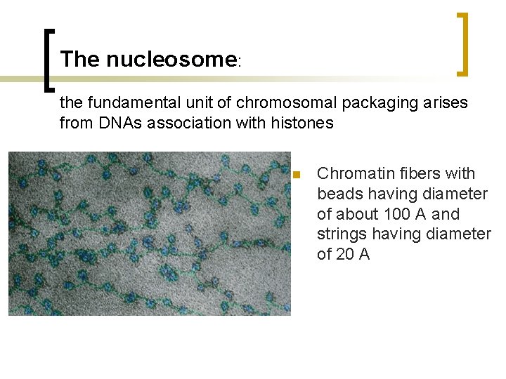 The nucleosome: the fundamental unit of chromosomal packaging arises from DNAs association with histones