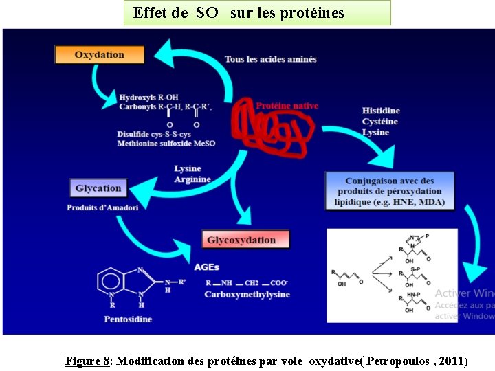 Effet de SO sur les protéines Figure 8: Modification des protéines par voie oxydative(