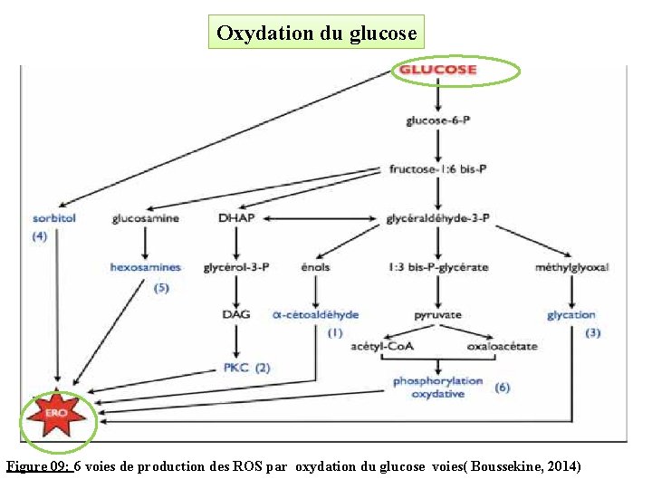 Oxydation du glucose Figure 09: 6 voies de production des ROS par oxydation du