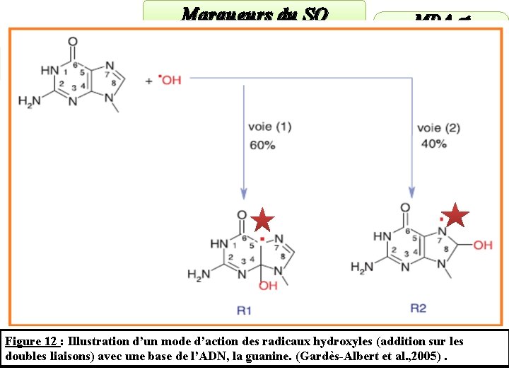 Marqueurs du SO 8 -OHdéoxyguanosine MDA et Isoprostanes Evaluation par les dérivés Figure 12