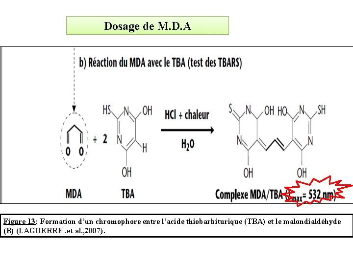 Dosage de M. D. A Dosage Figure 13: Formation d’un chromophore entre l’acide thiobarbiturique