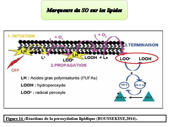 Marqueurs du SO sur les lipides Figure 14 : Réactions de la peroxydation lipidique