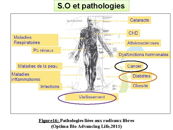 S. O et pathologies Figure 16: Pathologies liées aux radicaux libres (Optima Bio Advancing
