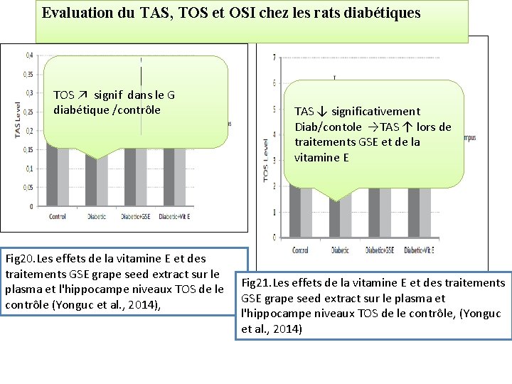 Evaluation du TAS, TOS et OSI chez les rats diabétiques TOS ↗ signif dans