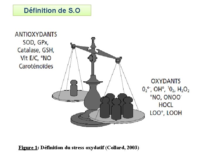 Définition de S. O Figure 1: Définition du stress oxydatif (Collard, 2003) 