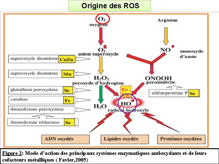 Origine des ROS Figure 2: Mode d’action des principaux systèmes enzymatiques antioxydants et de