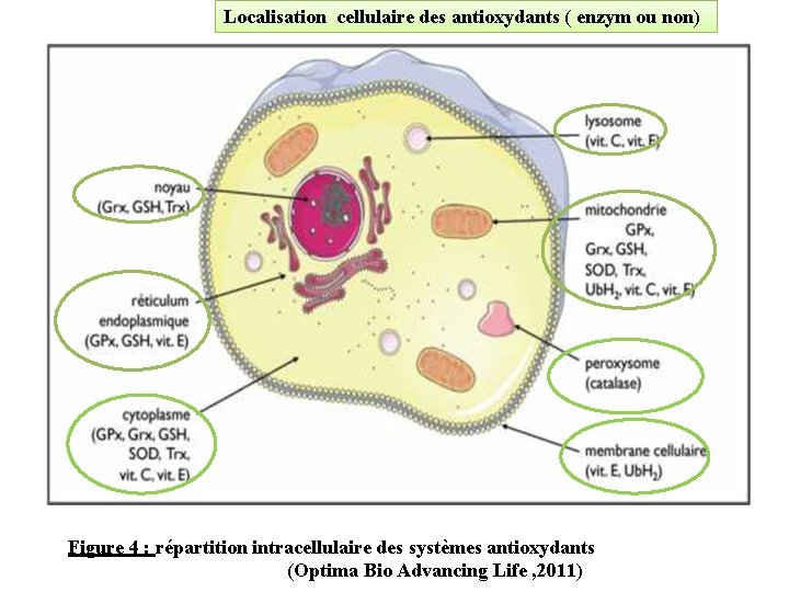 Localisation cellulaire des antioxydants ( enzym ou non) Figure 4 : répartition intracellulaire des