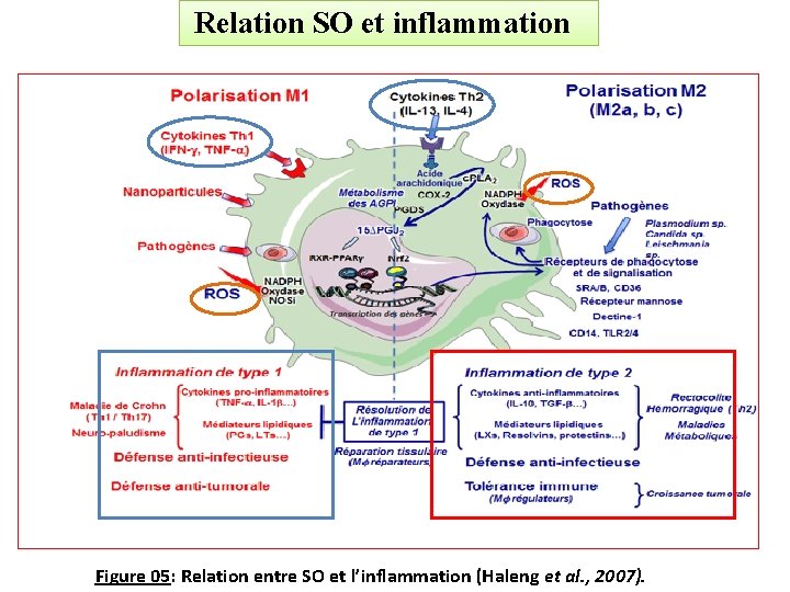 Relation SO et inflammation Figure 05: Relation entre SO et l’inflammation (Haleng et al.