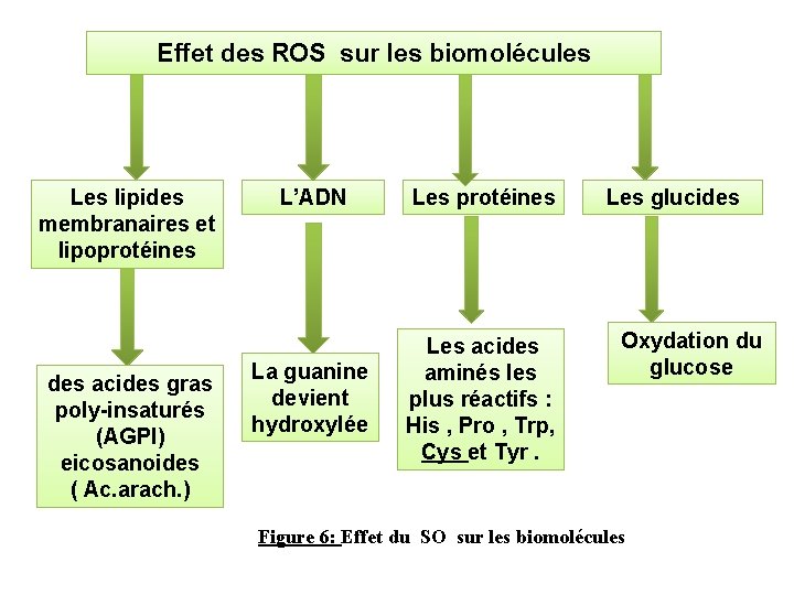 Effet des ROS sur les biomolécules Les lipides membranaires et lipoprotéines des acides gras