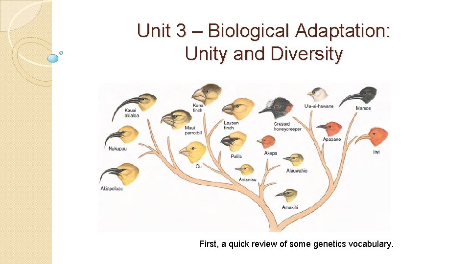 Unit 3 – Biological Adaptation: Unity and Diversity First, a quick review of some