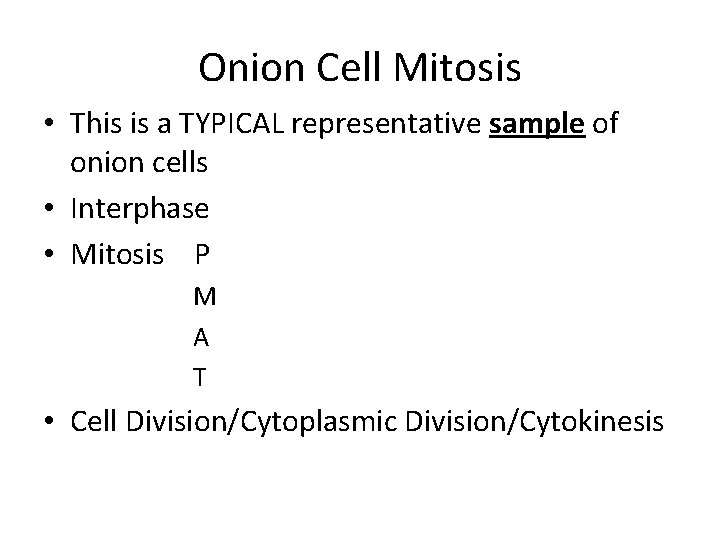 Onion Cell Mitosis • This is a TYPICAL representative sample of onion cells •