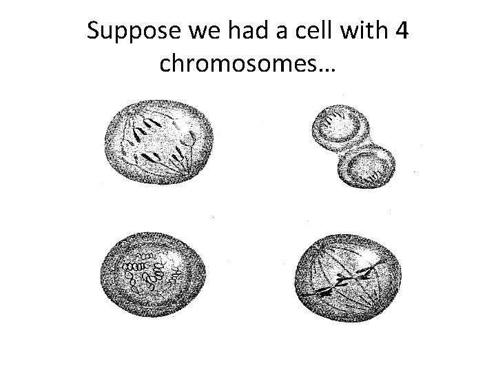 Suppose we had a cell with 4 chromosomes… 