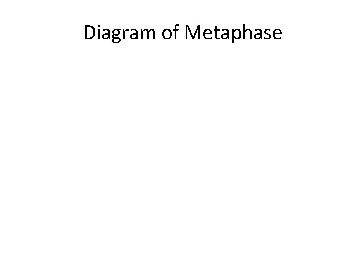 Diagram of Metaphase 