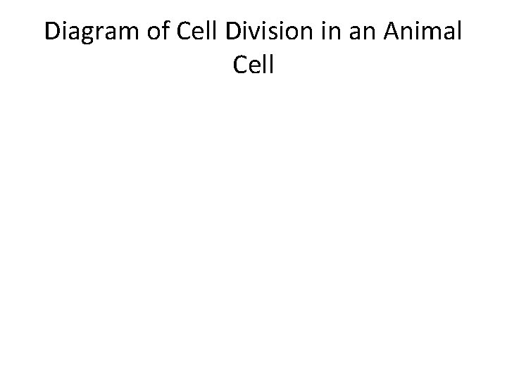 Diagram of Cell Division in an Animal Cell 