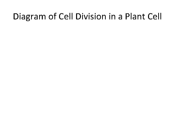 Diagram of Cell Division in a Plant Cell 