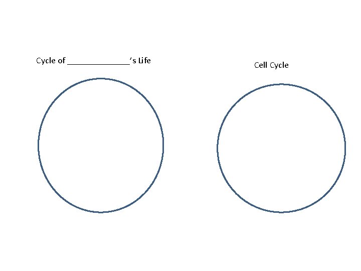 Cycle of _______’s Life Cell Cycle 